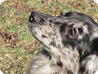 self blue merle aussie