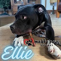 Thumbnail photo of Ellie (Courtesy Post) #1