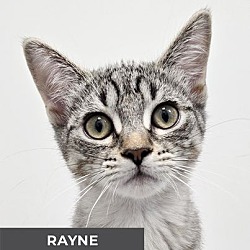 Thumbnail photo of Rayne #1