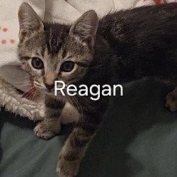 Thumbnail photo of Reagan #2