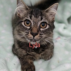 Thumbnail photo of Lyla #1