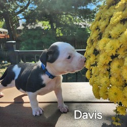 Thumbnail photo of Davis #1