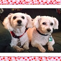 Thumbnail photo of Adopted!!Daisy and Sophie - KS #2
