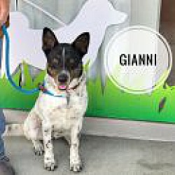 Thumbnail photo of Gianni #1
