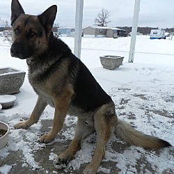 Photo of Buster (OS) 4 yr 70 lb