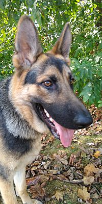 New Ringgold, PA - German Shepherd Dog. Meet Milo a Pet for Adoption ...