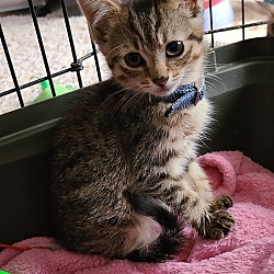 Thumbnail photo of Female tabby kittens #3