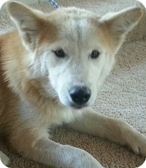 Apple Valley Ca Siberian Husky Meet Joey A Pet For Adoption