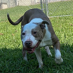 Thumbnail photo of 2402-0380 Mae Mae (Off Site Foster) #2