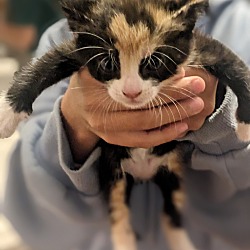 Photo of Kitten 3