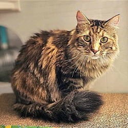 Photo of Stormy - $30 Adoption Fee and FREE Gift Bag