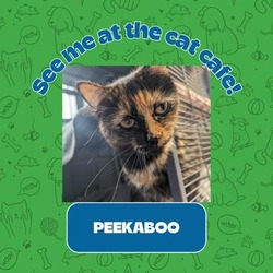 Thumbnail photo of Peekaboo #1