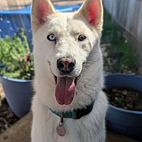 adopt-pet