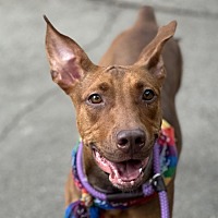 adopt a pet