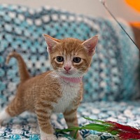 adopt a pet