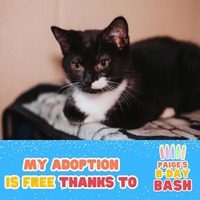 adopt a pet