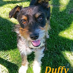 Thumbnail photo of Duffy #1