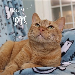 Thumbnail photo of Tweety Pie #2
