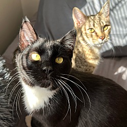Photo of Bonded pair- Nitro and Aurora