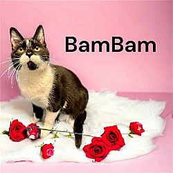Thumbnail photo of BamBam #2
