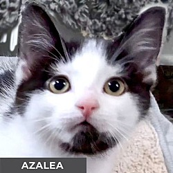 Thumbnail photo of Azalea #1