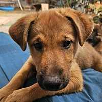adopt a pet