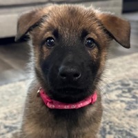 adopt-pet