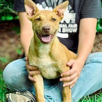 adopt a pet