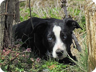 Hartford Ct Australian Shepherd Meet Sky A Pet For Adoption