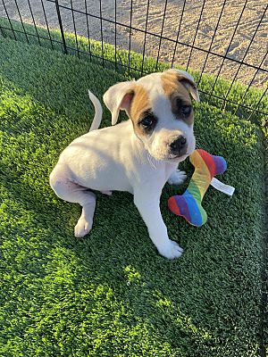 Riverside, CA - English Bulldog/Border Collie. Meet Diesel a Pet for ...