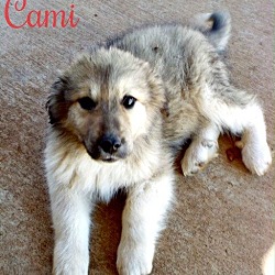 Thumbnail photo of Cami #2