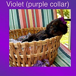 Photo of Violet(purple)
