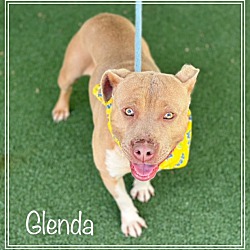 Thumbnail photo of GLENDA #4