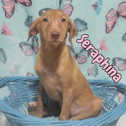 Thumbnail photo of Seraphina #2
