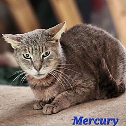 Thumbnail photo of Mercury #1