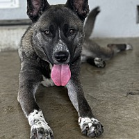 adopt a pet