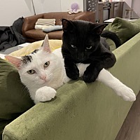 adopt a pet