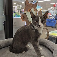 adopt a pet