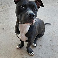 adopt-pet