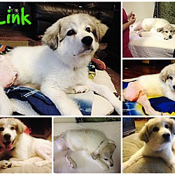 Thumbnail photo of Link  *ADOPTED #3