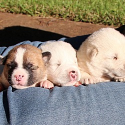 Thumbnail photo of Jackson 5 puppies #2