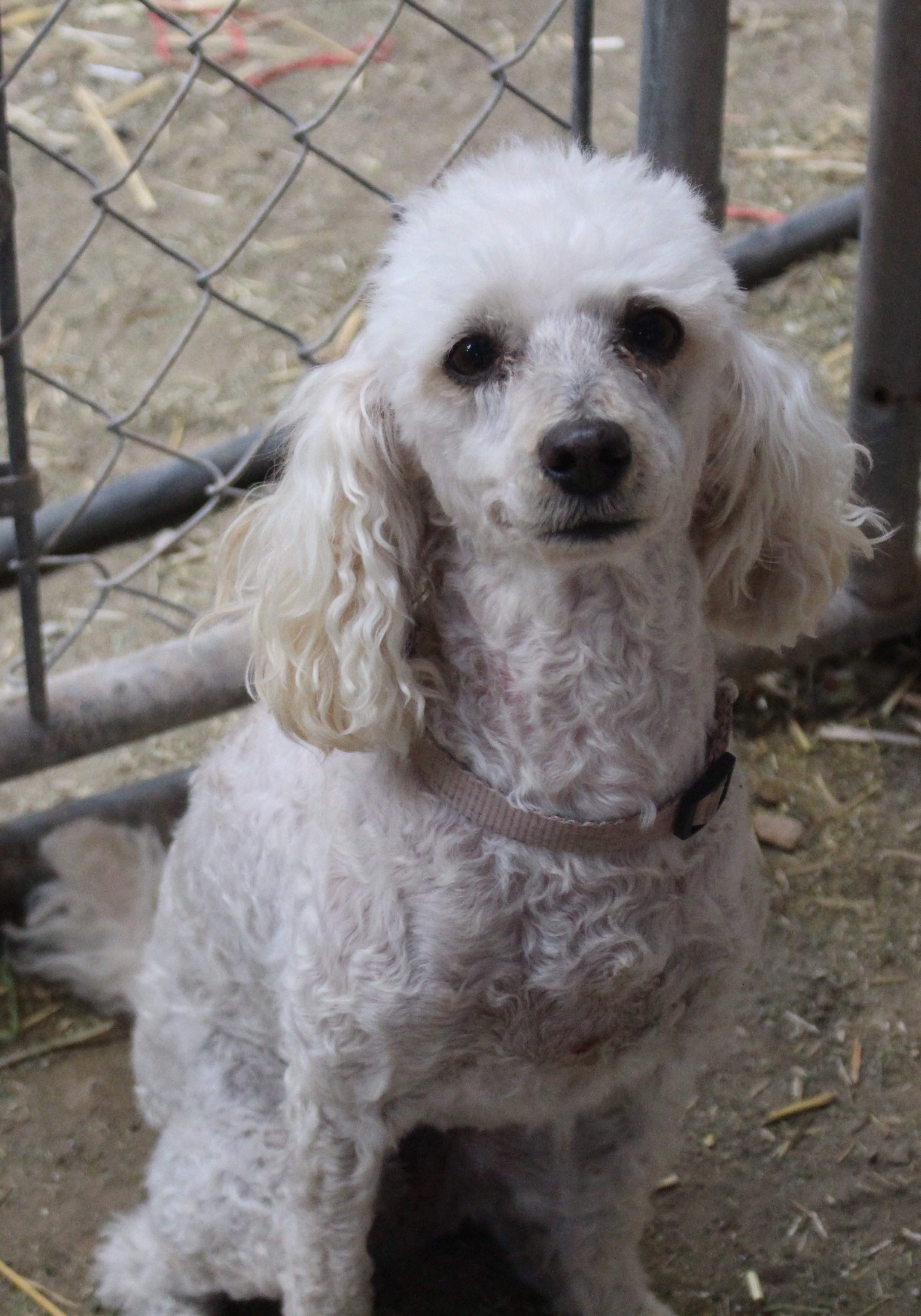 Tucson Az Poodle Miniature Meet Roxy A Pet For Adoption