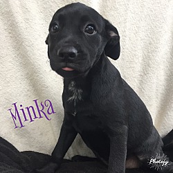 Thumbnail photo of Minka #1