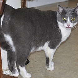 Thumbnail photo of Sugar - NC #4