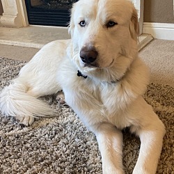Photo of Kingston Cornelius