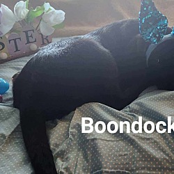 Photo of Boondock