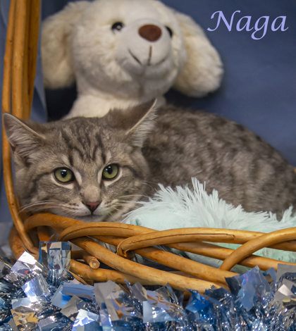 Thumbnail photo of Naga (C24-005) #3