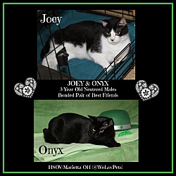 Photo of Joey & Onyx (Neutered)