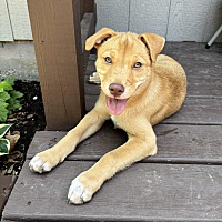 adopt a pet