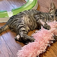 adopt a pet